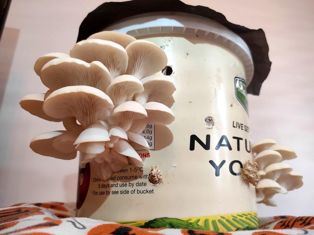 mushroom from a mushrooms growing workshop in stockport