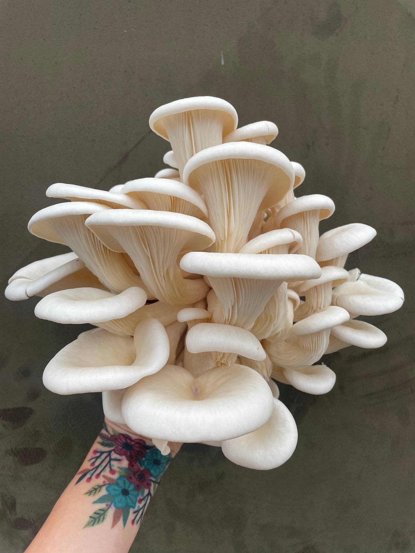Grow your own Mushrooms / Farm tour - 7th January - Dunham Massey - 6:30pm