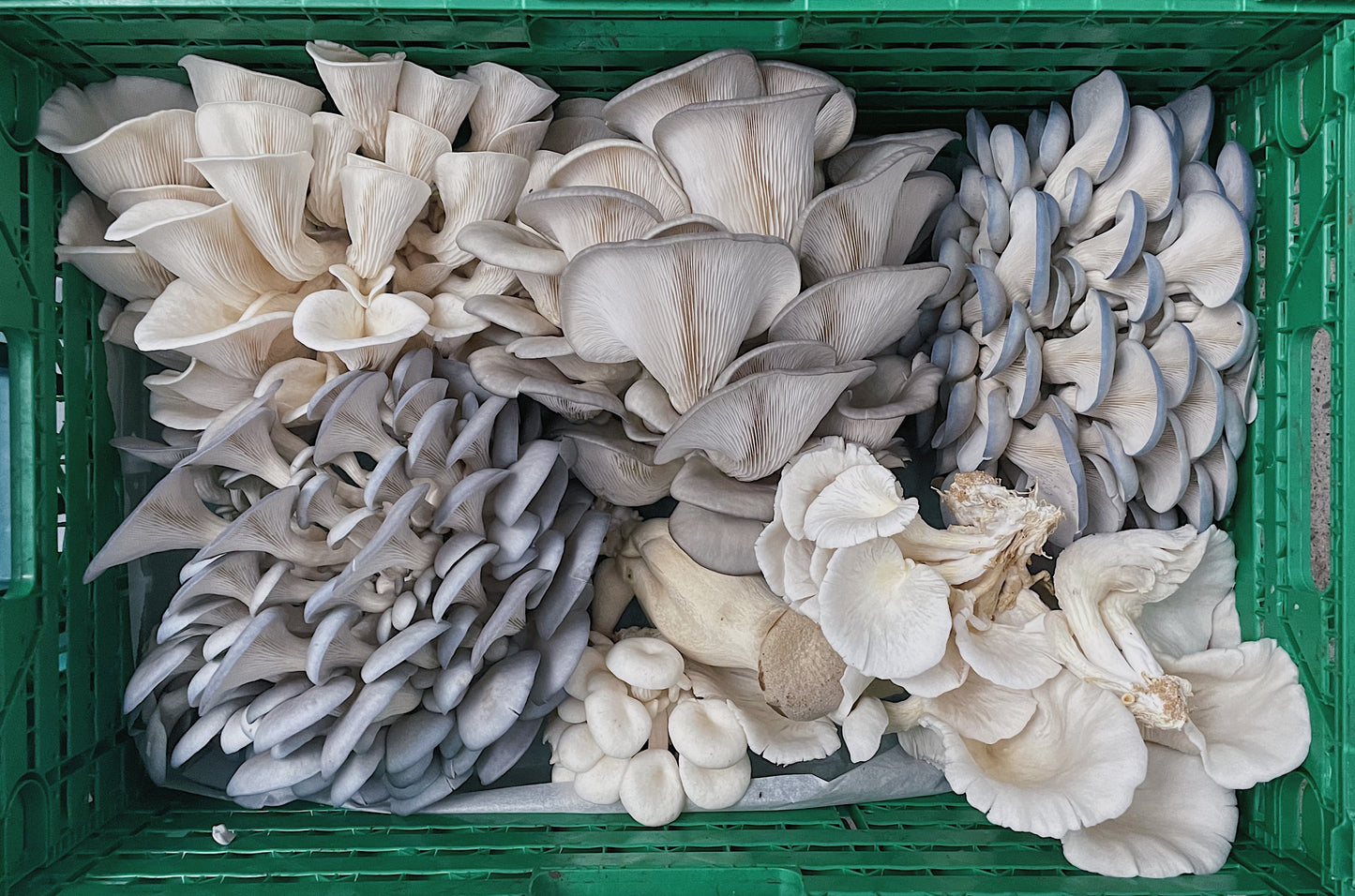 Mushroom Growing workshop - Stockport - 11th March - 6:30pm