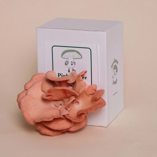 Oyster Mushroom Grow Kit