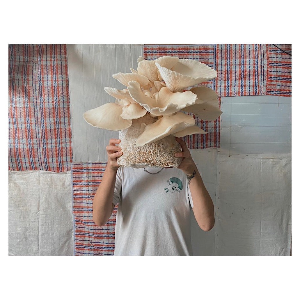 Complete Mushroom Cultivation Course - January / February 2026