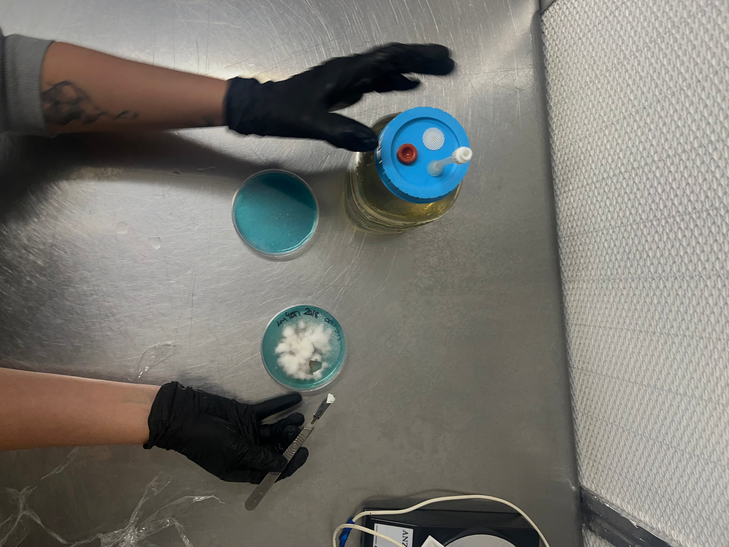 Mycology at Home - 21st January - Stockport - 6:30pm