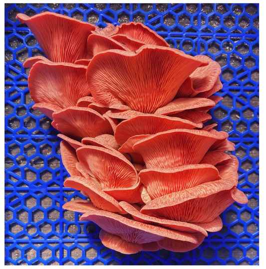 Pink Oyster mushrooms from mushroom growing workshop in Manchester