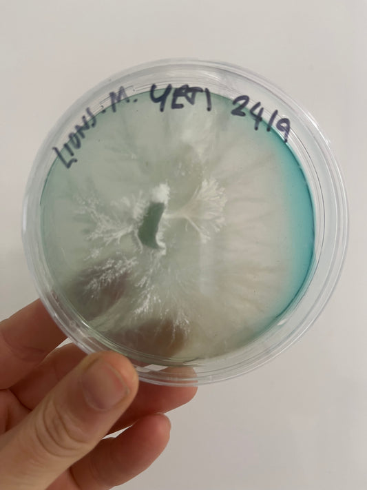 Mycology at Home - 21st January - Stockport - 6:30pm