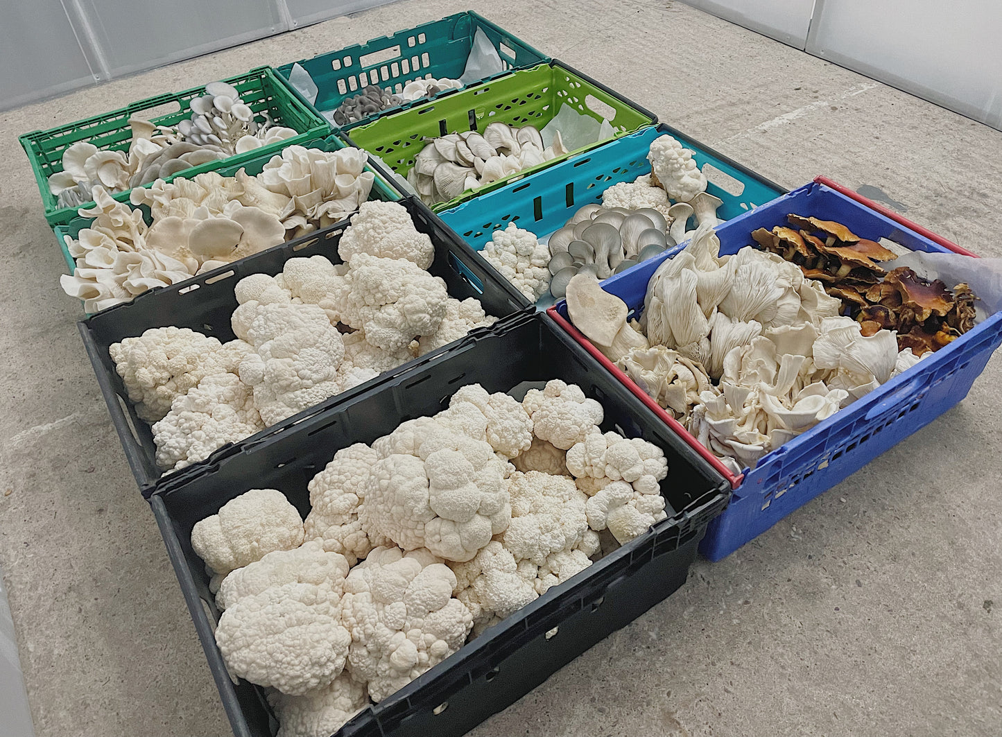 Grow your own Mushrooms / Farm tour - 7th January - Dunham Massey - 6:30pm
