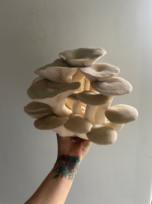 Mushroom Growing workshop - Stockport - 11th March - 6:30pm