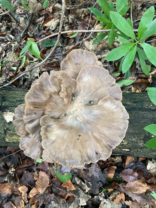 Mushroom Growing Workshop 29th October