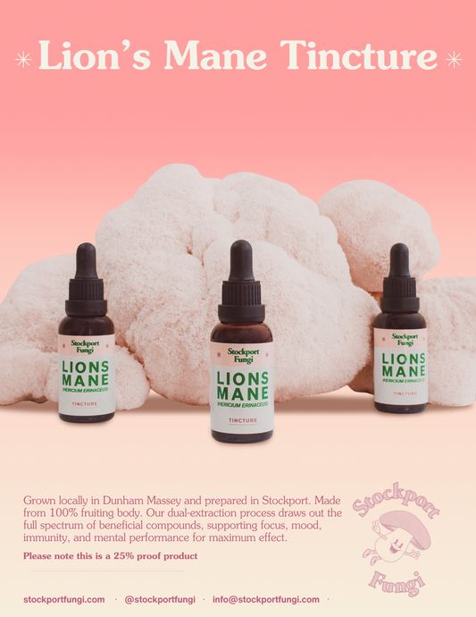 Lion's Mane Tincture