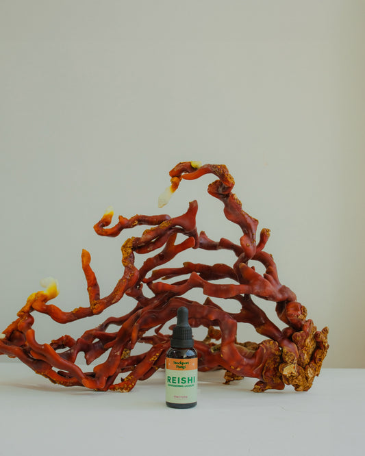 Reishi Tincture